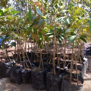 bibit durian bawor kualitas unggul berbuah sepanjang tahun hasil melimpah
