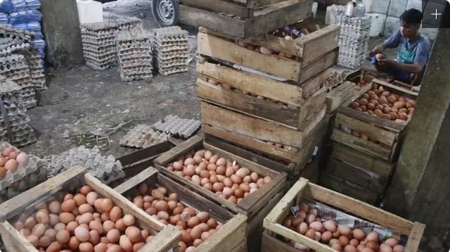 suplier telur sesuai permintaan.