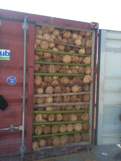yang minat kelapa tua grade ABC asal Sulawesi
