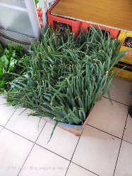 daun bawang