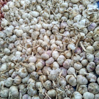 bawang putih banci / biasa