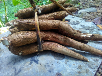 singkong