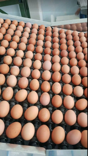 Telur ayam negeri bersertifikat
