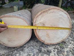 Log Jambu mete