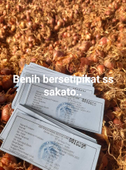 Bawang Merah SS Sakato