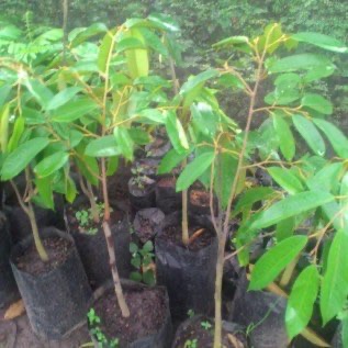 bibit durian pelangi siap tanam unik merah bercampur orange semburat putih 