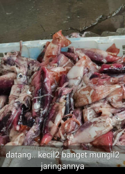 jual cumi sotong untuk sate