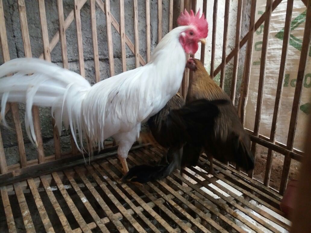Dijual Ayam Onagadori Ekor Panjang dari Usia Anakan sampai Indukan