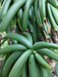 vanili