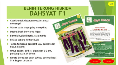 TERONG HIBRIDA Varietas DAHSYAT F1 - 100 gr