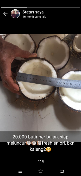 Kelapa Tua