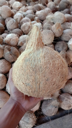 Jual Kelapa Tua Pangandaran, sudah dikupas tinggal antar