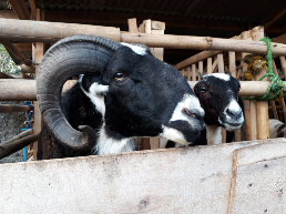 Jual Domba/kambing