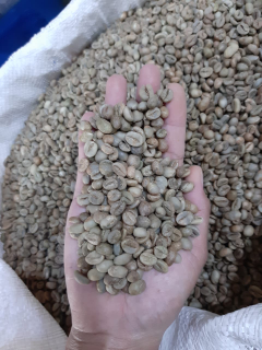Biji Kopi Green Bean Robusta Grade 1 Origin Lampung Barat Tonase.