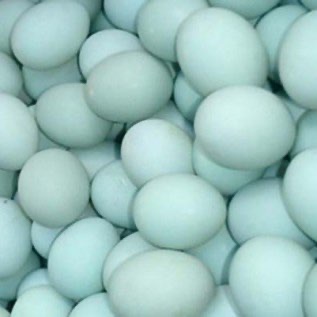 telur bebek mentah