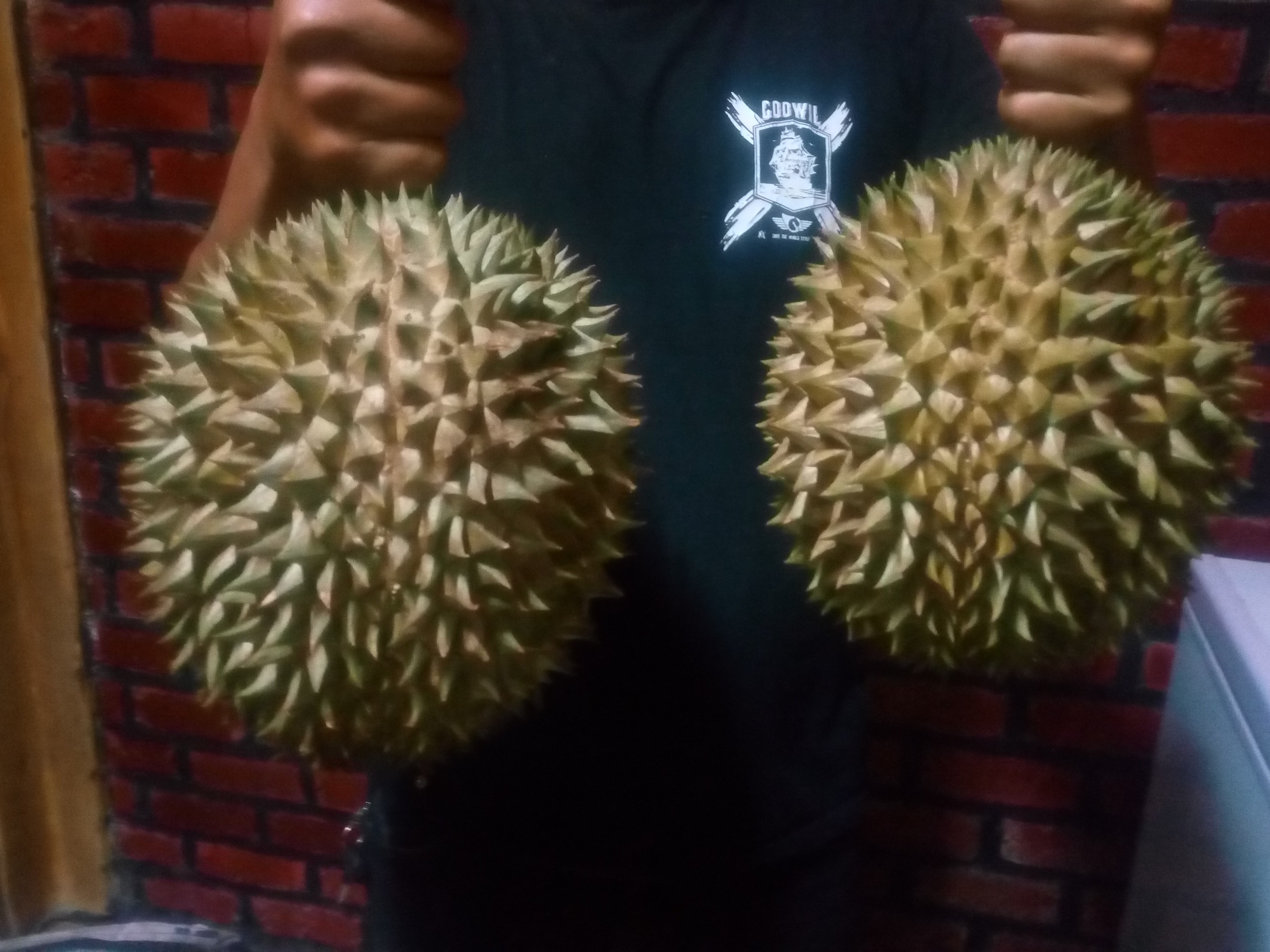 durian lokal jatohan asli sukabumi