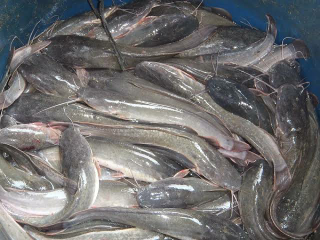 Jual Lele Konsumsi