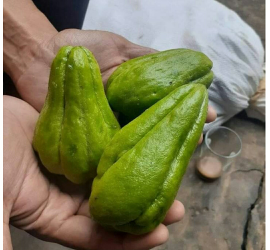 labu siam sedang