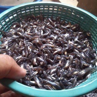 Bibit ikan Patin