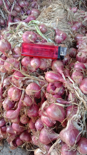 Bawang merah