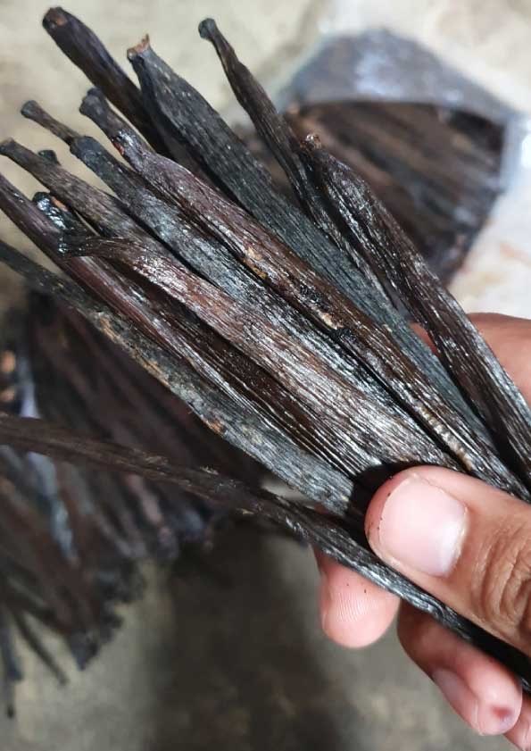JUAL VANILI TAHITI PAPUA