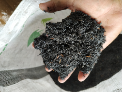 Sekam Bakar Arang Sekam