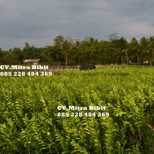 Grosir Bibit Jeruk Siam Banjar Uk 50cm Mapan Di Purworejo
