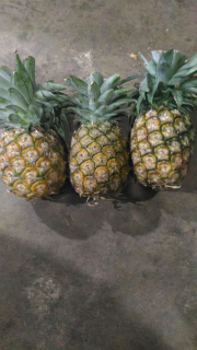 nanas madu