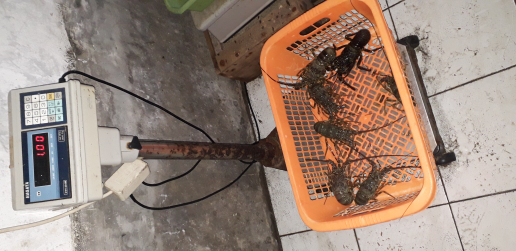 lobster pasir