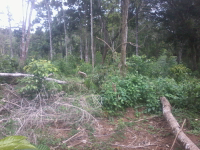 jual lahan kosong 20 jt/Ha