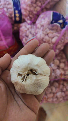 bawang putih