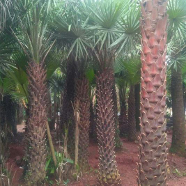 jual pohon palem kurma 