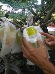Plastik Pembungkus Buah