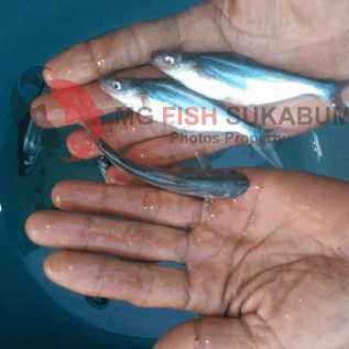 Benih Ikan Patin