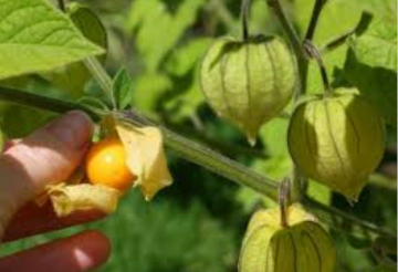 jual Buah Ciplukan Rp 60/Kg Area bima NTB