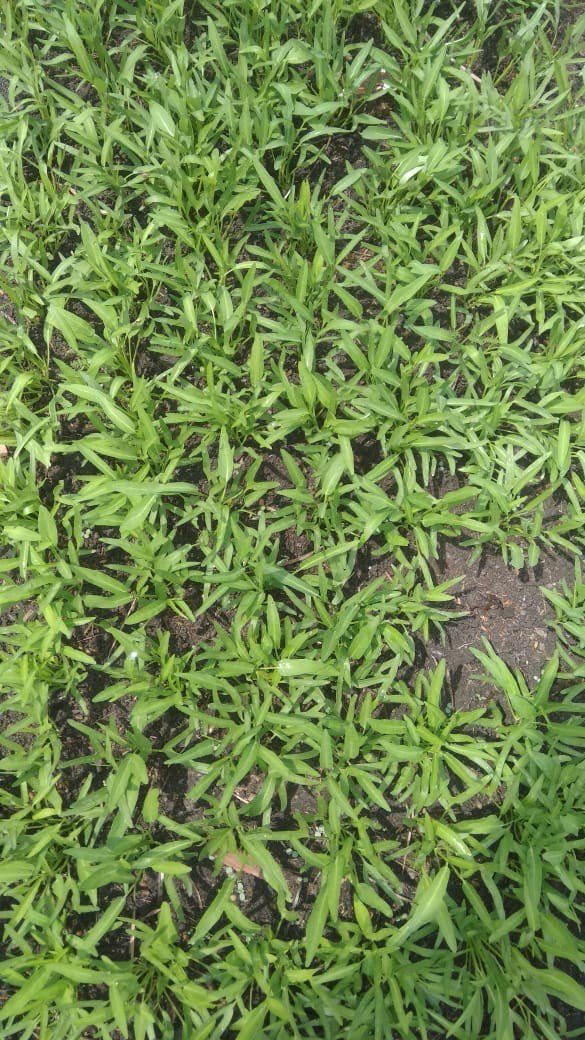 pucuk kangkung organik