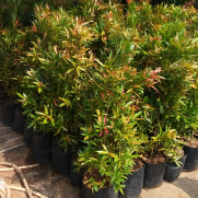 jual pohon pucuk merah