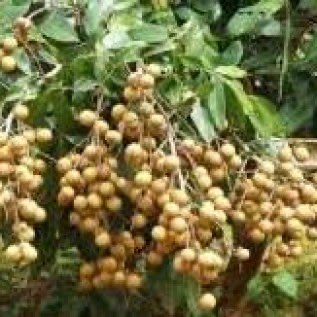 bibit kelengkeng itoh kualitas uggul siap tanam buah berlimpah