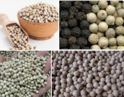 LADA PUTIH (WHITE PEPPER)