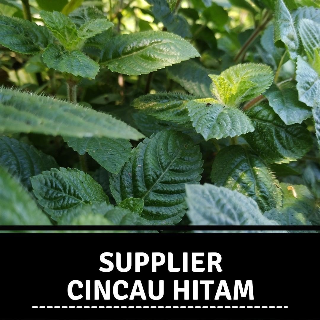 Supplier Cincau Hitam Di Labuhanbatu Dari Petani Di Pegunungan Pacitan