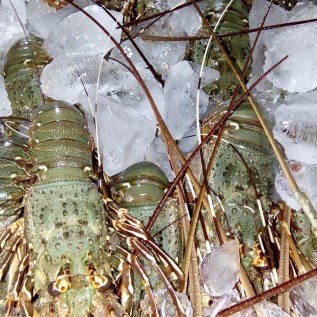 Lobster Air Laut Hidup / Frozen dan Anakan
