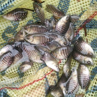 Bibit gurame berbagai ukuran