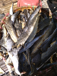 Kulit patin