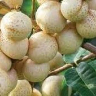 bibit kelengkeng matalada kualitas unggul rasa buah yang manis hasil melimpah
