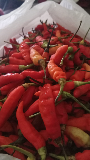 Jual cabe segar