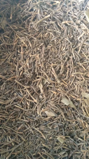 jual gagang cengkeh