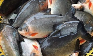 JUAL IKAN BAWAL AIR TAWAR