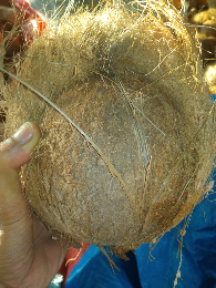 kelapa sayur