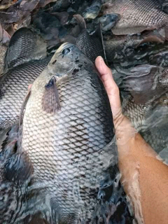 AGEN IKAN GURAME KONSUMSI