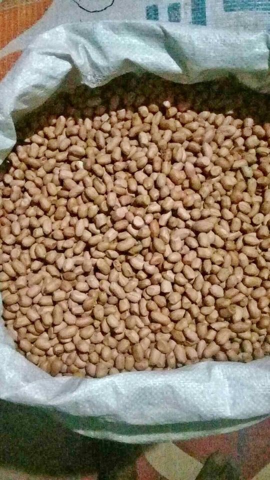 Kacang Tanah